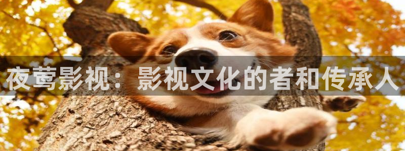第九影院电影在线免费观看：夜莺影视：影视文化的者和传承人